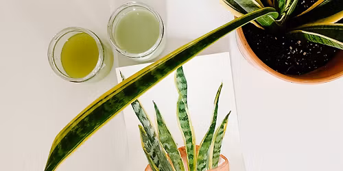 House Plants in Watercolor: Snake Plant with LaCott Fine Art