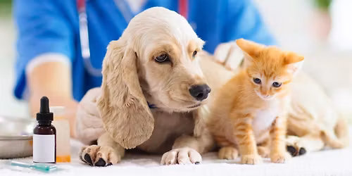 Pet First Aid + CPR for Pet Parents, Pet Sitters, Groomers