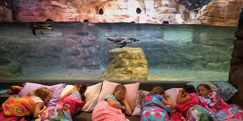 Zzzzzz's under the Seas