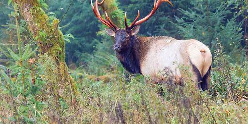 Central FL RMEF Big Game Banquet