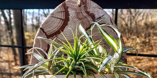Pitch Haus- Decorative Plant Pockets