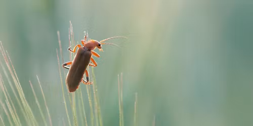 Bioblitz: Ontdek de natuur in de Fondatie met ObsIdentify en wandel mee!