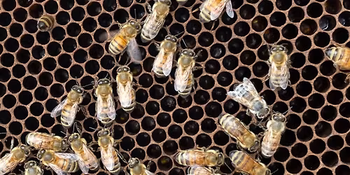 Beekeeping Next Steps