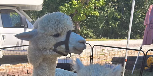 Alpacas \ud83e\udd99 in the Vines