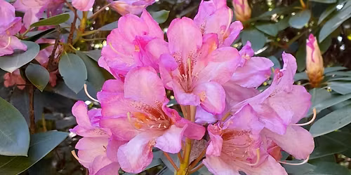 K\u00d6RMEND \u00c9S K\u00c1M A RODODENDRON VIR\u00c1GZ\u00c1S IDEJ\u00c9N