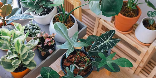 Plant Bingo