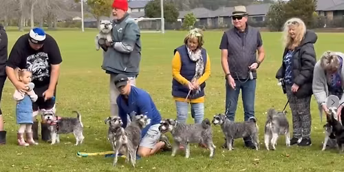 Whangarei Schnauzers Meet - Tikipunga Sport Ground