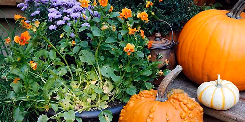 Space Coast Harvest: FL Fall Garden Blueprint