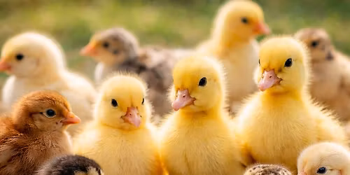 \ud83d\udc23\ud83d\udc24Chick Days 2026\ud83d\udc24\ud83d\udc23