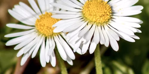 Canterbury Elephants and Daisy Chains 10 Mile Wellbeing Walk