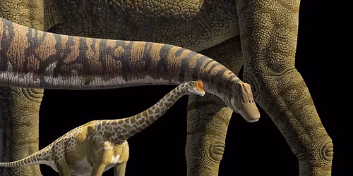 Let\u2019s check out the World\u2019s Largest Dinosaurs! 
