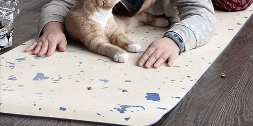 Flow with Felines