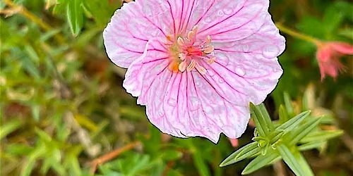Drawing from art and nature at the Getty Center museum and gardens