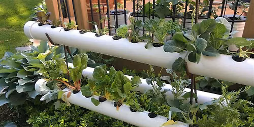 Hydroponic Gardening Lecture