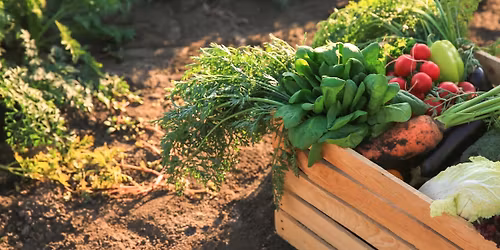 The Homegrown Harvest