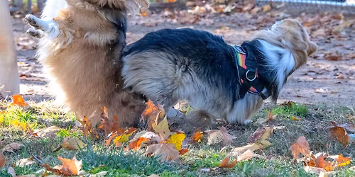 Carmichael dog park - Big Meet