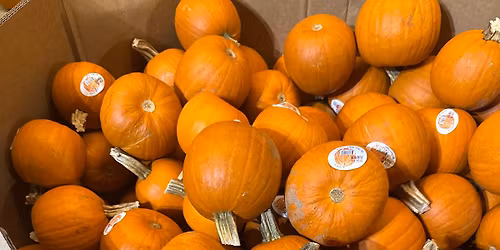 2025 Prodigy Stables Does Fall Fabulous!