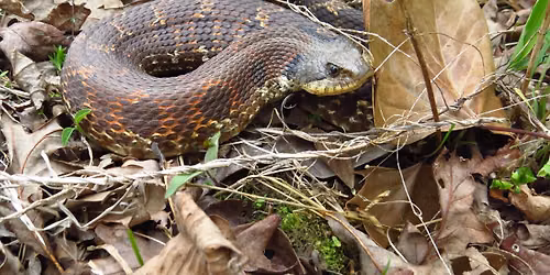 Snake Survival