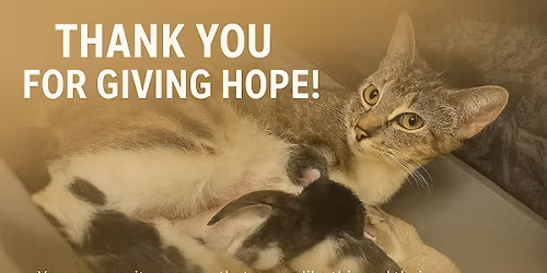 Pop-Up Rabies Clinic