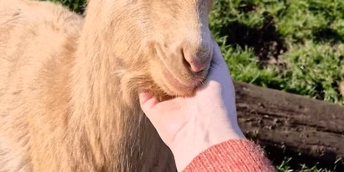 TCR Book Fest : Billy Goats Gruff!