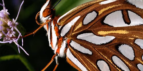 Butterflies and Native Plants: Making Connection by Linda Cooper
