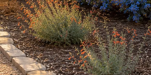 Plant This Fall: Fantastically Easy California Natives - Novato