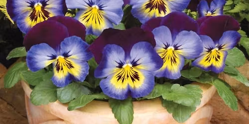 Spring Open House Celebration! \ud83c\udf31