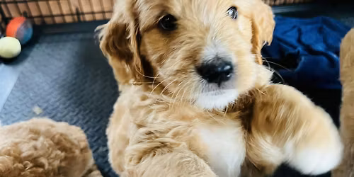 Running for Rescues 5k