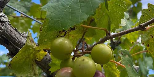 HOLIDAY CANDLE MAKING & WINE AT CLOER FAMILY VINEYARD