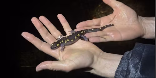 Platt Farm Vernal Pool Party 