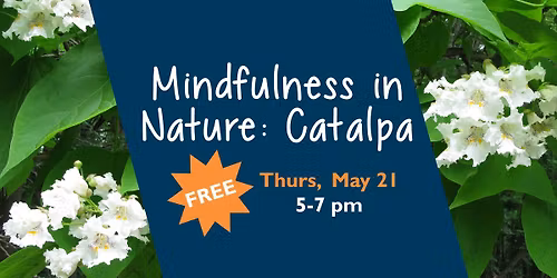 Mindfulness in Nature: Catalpa