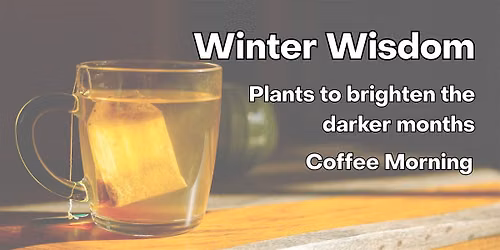 Winter Wisdom: Plants to brighten the darker months