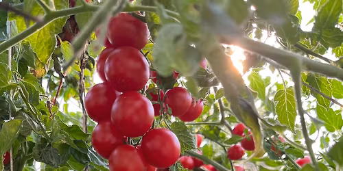 Kertkaland ny\u00e1r eleji pal\u00e1ntav\u00e1s\u00e1r