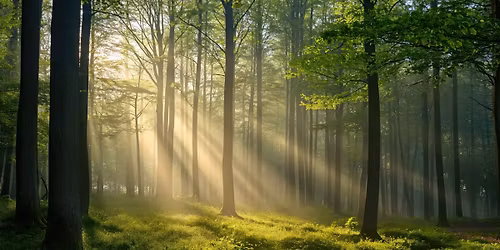 160C) Exploring Native Trees: A Guided Walk at Mountain Lakes Preserve 
