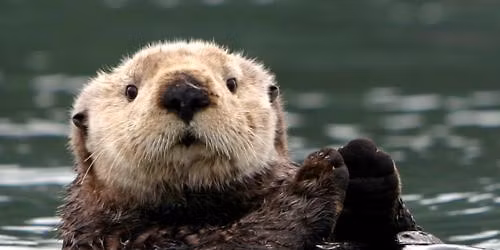 Kayak with the Otters for Valentine's Day <3