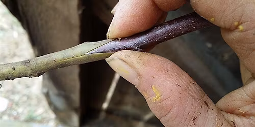 Apple Grafting Workshop