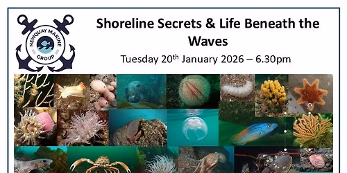 Shoreline Secrets & Life Beneath the Waves - Talk