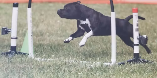 Skyline November NADAC Trial 