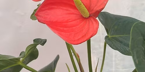 Learn to make Kokedama 