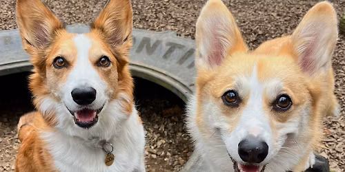 Corgi Play Date