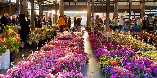Flower Day 2026
