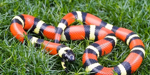 Wildlife Wonderings -- Pueblan Milksnake