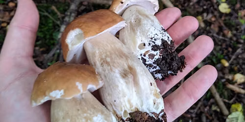 Autumn Foraging Course - Heaton Park, Newcastle