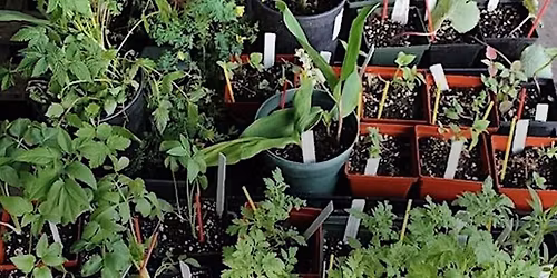 POL Propagating Native Plants