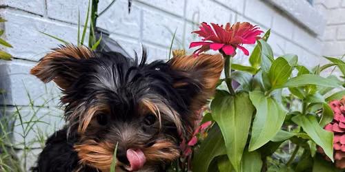 Tiffany\u2019s Puppy Weekend