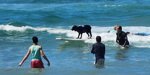 Friendzy Brunch & Surfing Dogs | Make New Friends in SD | 40s&50s