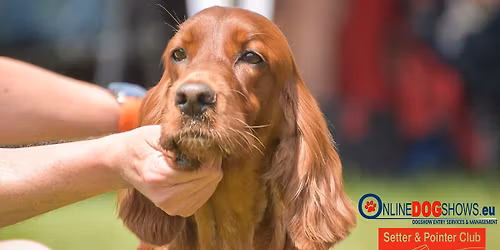 \ud83c\udde8\ud83c\udded Clubausstellung SPCS \/ \ud83c\uddeb\ud83c\uddf7 Exposition du Club SPCS \/ \ud83c\uddee\ud83c\uddf9 Esposizione del club SPCS