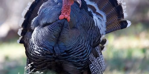 Wild Turkey Trek