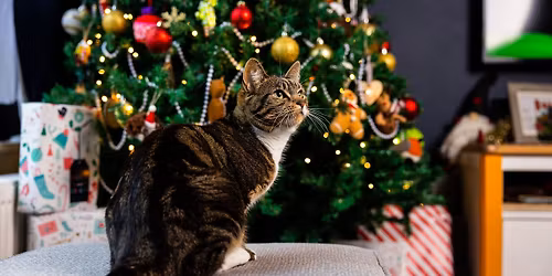 Cats Protection Christmas Fayre