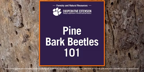 Pine Bark Beetles 101